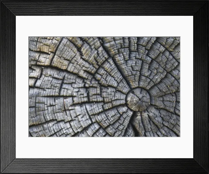 Framed Print : Old tree trunk Framed Print : Old tree trunk