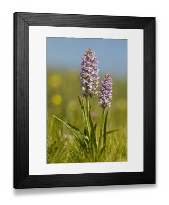 Framed Print : Fragrant orchid (Gymnadenia conopsea) Framed Print : Fragrant orchid (Gymnadenia conopsea)