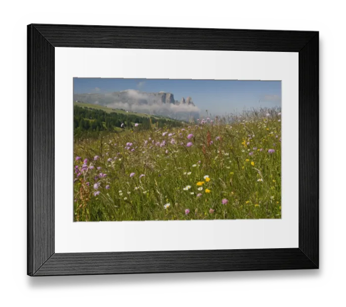 Framed Print : Flower meadow in front of Schlern mountain, Seiser Alm, South Tyrol, Italy, Europe Framed Print : Flower meadow in front of Schlern mountain, Seiser Alm, South Tyrol, Italy, Europe