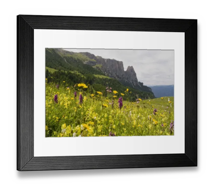 Framed Print : Western marsh orchid (Dactylorhiza majalis) in front of Schlern mountain, Seiser Alm, South Tyrol, Italy, Europe Framed Print : Western marsh orchid (Dactylorhiza majalis) in front of Schlern mountain, Seiser Alm, South Tyrol, Italy, Europe