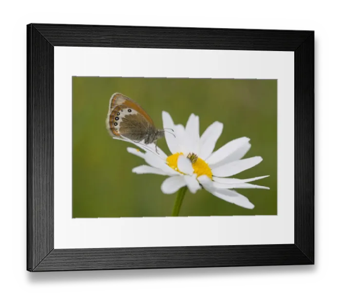 Framed Print : Alpine Heath (Coenonympha gardetta) on Daisy (Leucanthemum vulgare) Framed Print : Alpine Heath (Coenonympha gardetta) on Daisy (Leucanthemum vulgare)