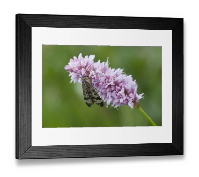 Framed Print : Scorpion fly (Panorpa communis) on Bistort (Polygonum bistorta) Framed Print : Scorpion fly (Panorpa communis) on Bistort (Polygonum bistorta)