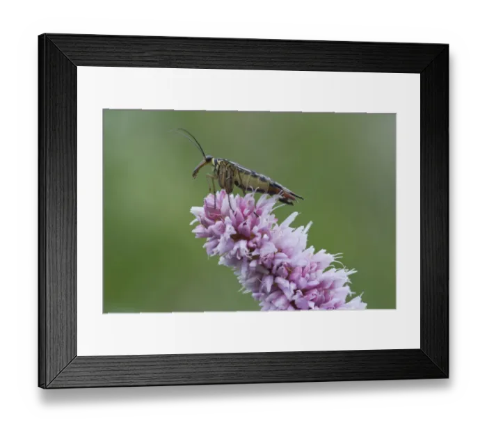 Framed Print : Scorpion fly (Panorpa communis) on Bistort (Polygonum bistorta) Framed Print : Scorpion fly (Panorpa communis) on Bistort (Polygonum bistorta)