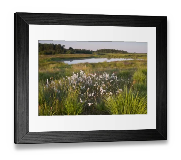 Framed Print : Common cottongrass (Eriophorum angustifolium) in Dutch raised bog reserve Bargerveen, Netherlands, Europe Framed Print : Common cottongrass (Eriophorum angustifolium) in Dutch raised bog reserve Bargerveen, Netherlands, Europe