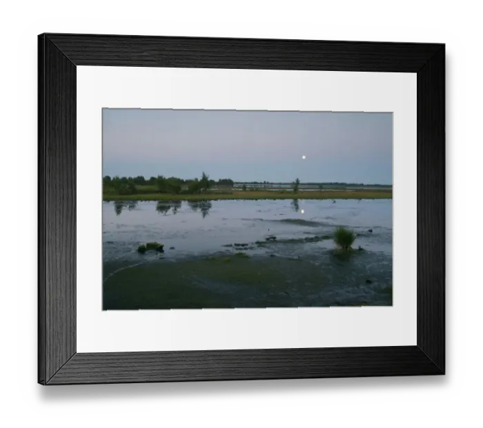 Framed Print : Full moon in Dutch raised bog reserve Bargerveen, Netherlands, Europe Framed Print : Full moon in Dutch raised bog reserve Bargerveen, Netherlands, Europe