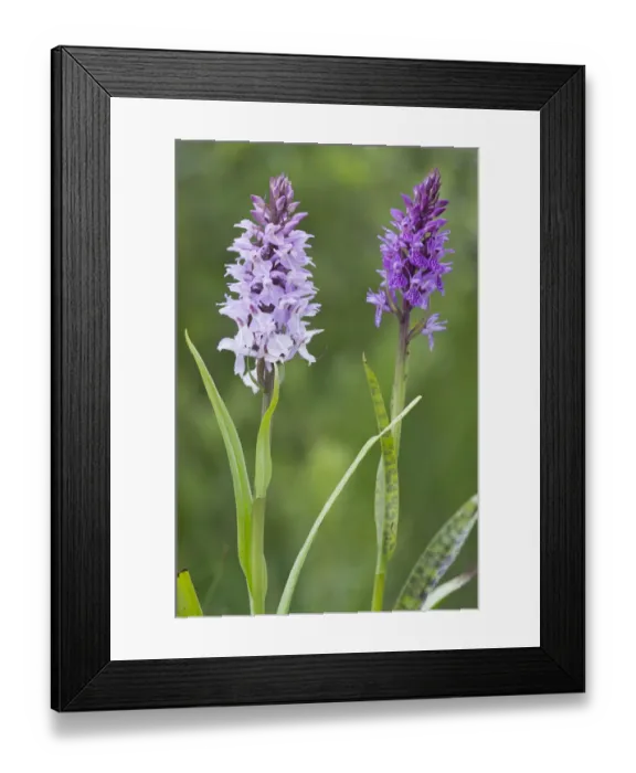 Framed Print : Heath spotted orchid, Moorland spotted orchid (Dactylorhiza maculata) Framed Print : Heath spotted orchid, Moorland spotted orchid (Dactylorhiza maculata)