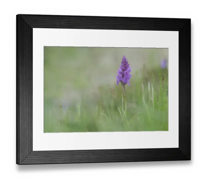 Framed Print : Heath spotted orchid, Moorland spotted orchid (Dactylorhiza maculata)