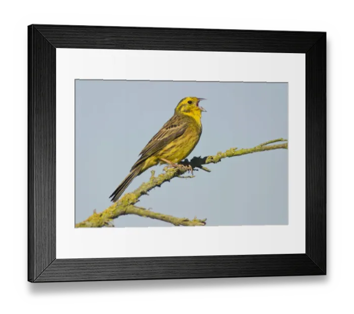 Framed Print : Yellowhammer (Emberiza citrinella) Framed Print : Yellowhammer (Emberiza citrinella)