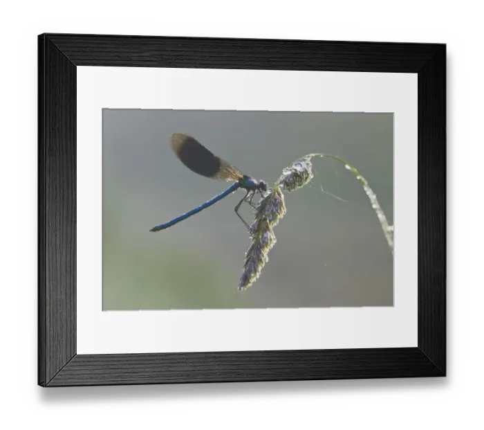 Framed Print : Banded demoiselle (Calopteryx splendens), male Framed Print : Banded demoiselle (Calopteryx splendens), male