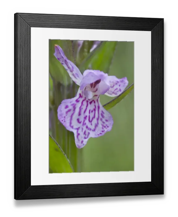 Framed Print : Heath spotted orchid, Moorland spotted orchid (Dactylorhiza maculata)