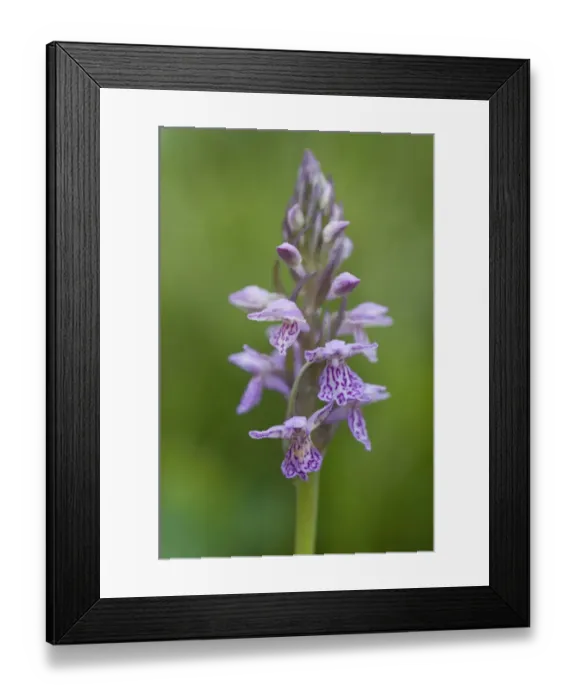 Framed Print : Heath spotted orchid, Moorland spotted orchid (Dactylorhiza maculata) Framed Print : Heath spotted orchid, Moorland spotted orchid (Dactylorhiza maculata)