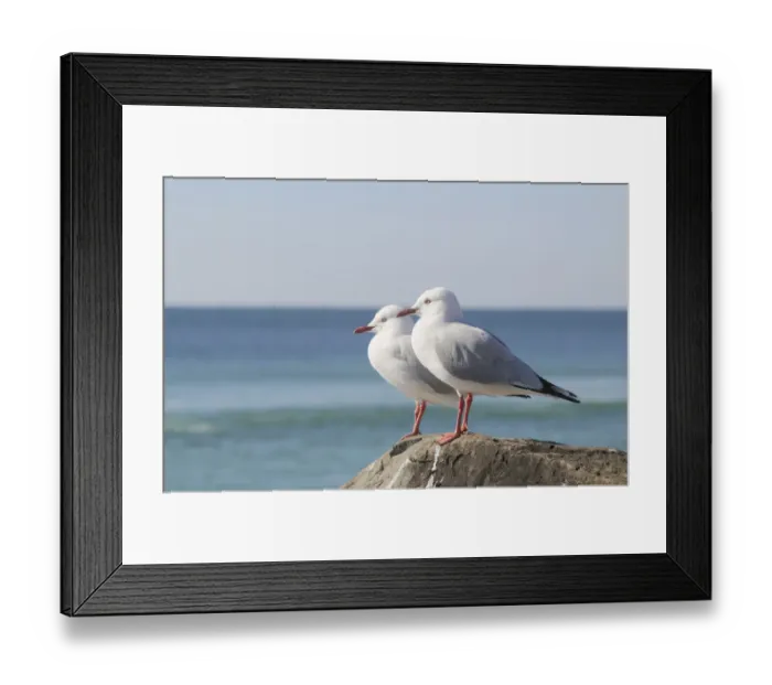 Framed Print : Silver gulls (Larus novaehollandiae), Australia Framed Print : Silver gulls (Larus novaehollandiae), Australia