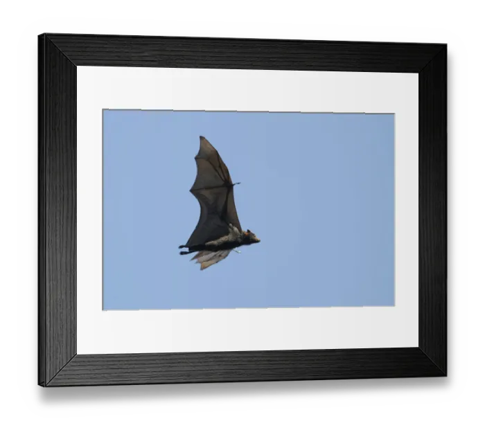 Framed Print : Grey-headed flying fox (Pteropus poliocephalus), Australia Framed Print : Grey-headed flying fox (Pteropus poliocephalus), Australia