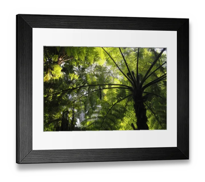 Framed Print : Soft tree fern, Man fern or Tasmanian tree fern (Dicksonia antarctica), Australia Framed Print : Soft tree fern, Man fern or Tasmanian tree fern (Dicksonia antarctica), Australia
