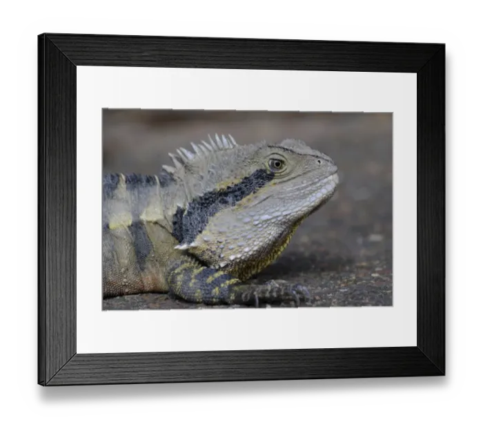 Framed Print : Australian water dragon (Physignathus lesueurii), Australia Framed Print : Australian water dragon (Physignathus lesueurii), Australia