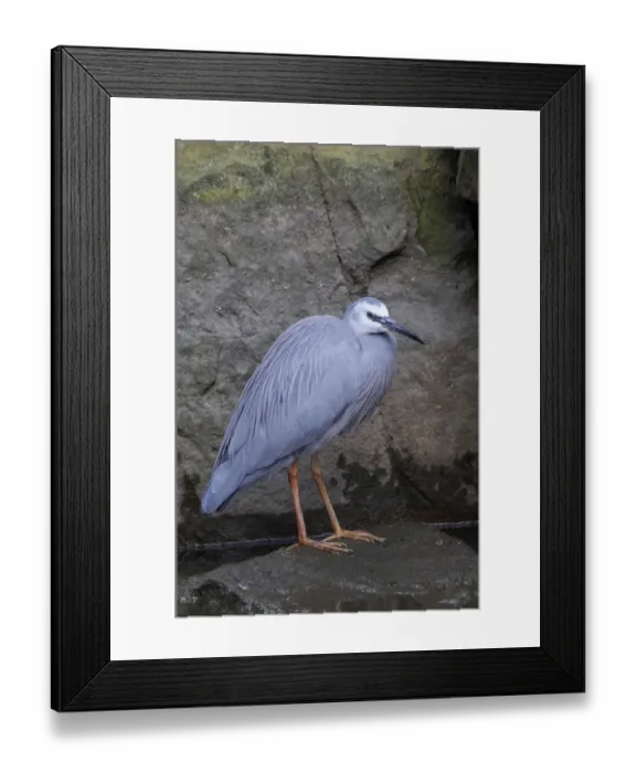 Framed Print : White-faced heron (Egretta novaehollandiae), Australia Framed Print : White-faced heron (Egretta novaehollandiae), Australia
