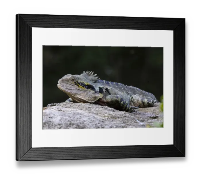 Framed Print : Australian water dragon (Physignathus lesueurii), Australia Framed Print : Australian water dragon (Physignathus lesueurii), Australia