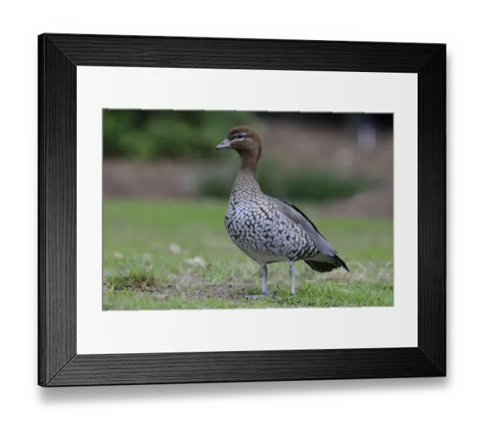 Framed Print : Australian wood duck, Maned duck, Maned goose (Chenonetta jubata), Australia