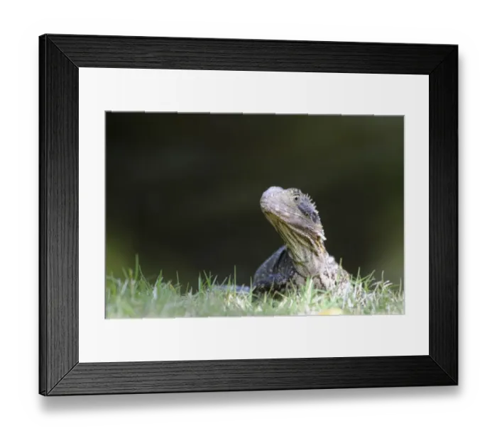Framed Print : Australian water dragon (Physignathus lesueurii), Australia Framed Print : Australian water dragon (Physignathus lesueurii), Australia