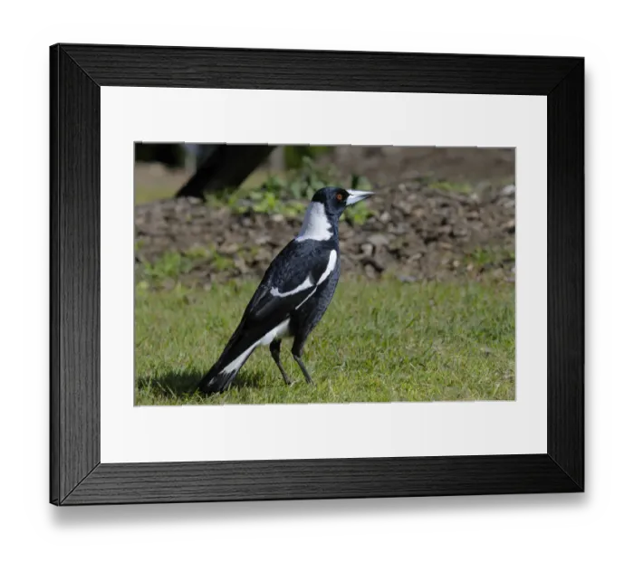 Framed Print : Australian magpie (Gymnorhina tibicen), Australia Framed Print : Australian magpie (Gymnorhina tibicen), Australia