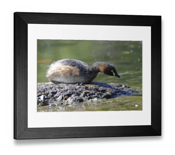 Framed Print : Australasian grebe (Tachybaptus novaehollandiae), Australia Framed Print : Australasian grebe (Tachybaptus novaehollandiae), Australia