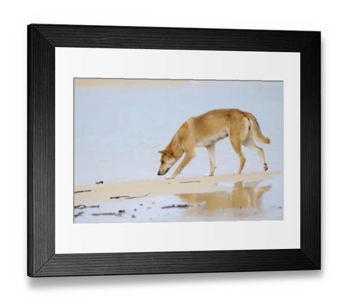 Framed Print : Dingo (Canis lupus dingo), Fraser Island, Australia Framed Print : Dingo (Canis lupus dingo), Fraser Island, Australia
