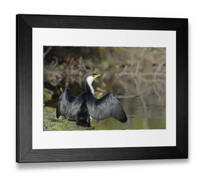 Framed Print : Little Pied Cormorant (Phalacrocorax melanoleucos), Australia Framed Print : Little Pied Cormorant (Phalacrocorax melanoleucos), Australia