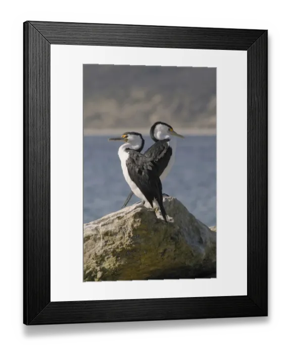 Framed Print : Little pied cormorants (Phalacrocorax melanoleucos), Kangaroo Island, Australia Framed Print : Little pied cormorants (Phalacrocorax melanoleucos), Kangaroo Island, Australia