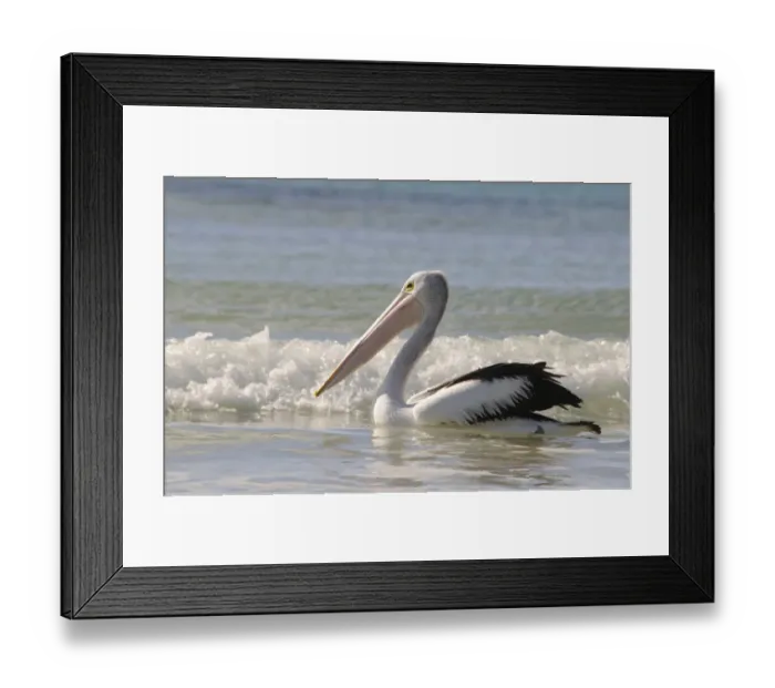Framed Print : Australian pelican (Pelecanus conspicillatus), Kangaroo Island, Australia Framed Print : Australian pelican (Pelecanus conspicillatus), Kangaroo Island, Australia