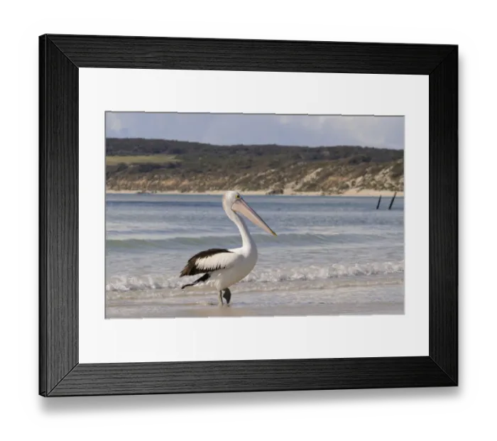 Framed Print : Australian pelican (Pelecanus conspicillatus)