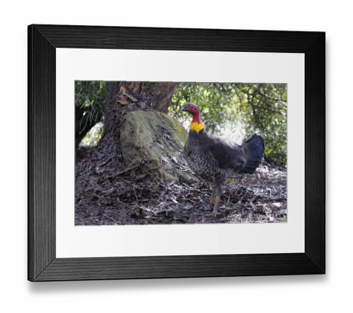 Framed Print : Australian brush-turkey (Alectura lathami), Kangaroo Island, Australia Framed Print : Australian brush-turkey (Alectura lathami), Kangaroo Island, Australia