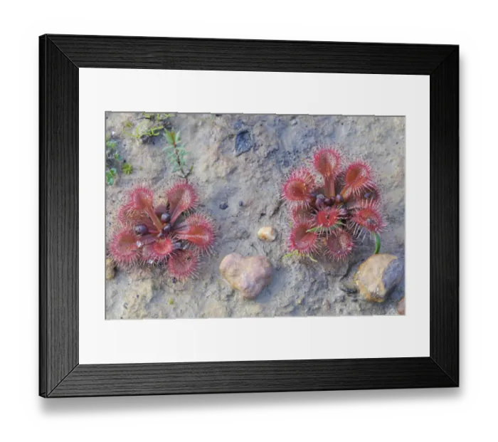 Framed Print : Rosy sundew (Drosera hamiltonii), Kangaroo Island, Australia Framed Print : Rosy sundew (Drosera hamiltonii), Kangaroo Island, Australia