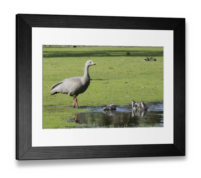 Framed Print : Cape Barren goose (Cereopsis novaehollandiae), Kangaroo Island, Australia Framed Print : Cape Barren goose (Cereopsis novaehollandiae), Kangaroo Island, Australia