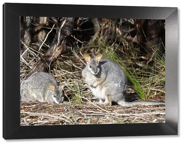 Tammar Wallaby, Dama Wallaby or Darma Wallaby (Macropus eugenii), Kangaroo Island, Australia