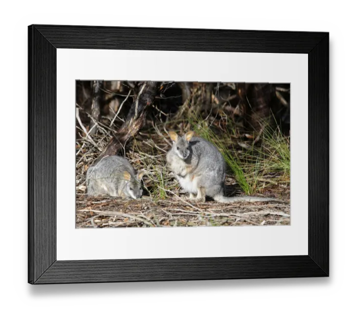 Framed Print : Tammar Wallaby, Dama Wallaby or Darma Wallaby (Macropus eugenii), Kangaroo Island, Australia Framed Print : Tammar Wallaby, Dama Wallaby or Darma Wallaby (Macropus eugenii), Kangaroo Island, Australia