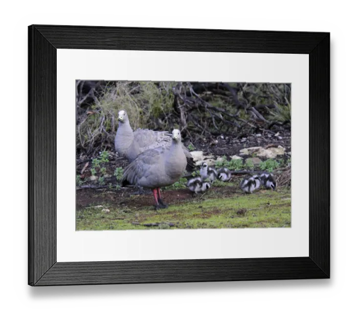 Framed Print : Cape Barren geese (Cereopsis novaehollandiae), Kangaroo Island, Australia Framed Print : Cape Barren geese (Cereopsis novaehollandiae), Kangaroo Island, Australia