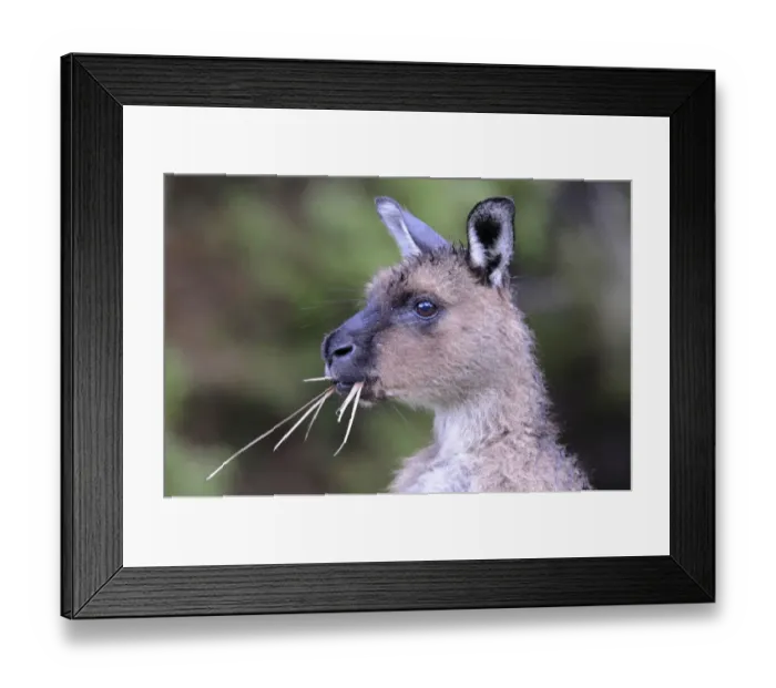 Framed Print : Western Grey Kangaroo (Macropus fuliginosus fuliginosus), Kangaroo Island, Australia