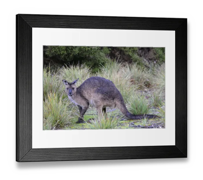 Framed Print : Western Grey Kangaroo (Macropus fuliginosus fuliginosus), Kangaroo Island, Australia Framed Print : Western Grey Kangaroo (Macropus fuliginosus fuliginosus), Kangaroo Island, Australia