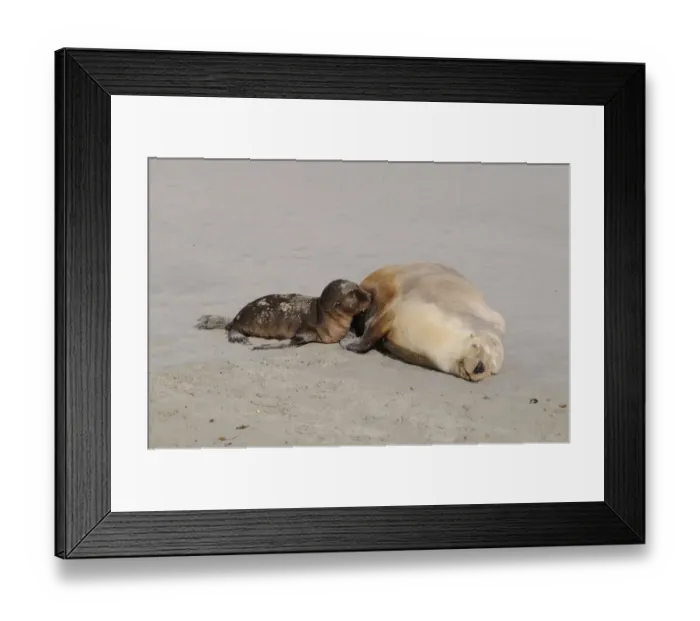 Framed Print : Australian sea lion (Neophoca cinerea), Kangaroo Island, Australia Framed Print : Australian sea lion (Neophoca cinerea), Kangaroo Island, Australia