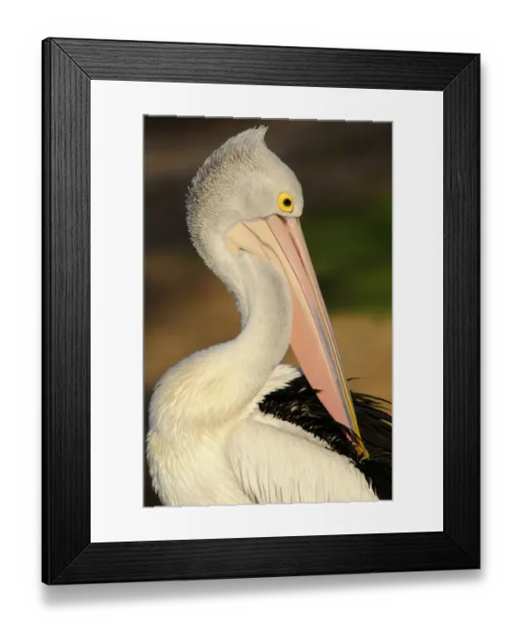 Framed Print : Australian pelican (Pelecanus conspicillatus), Australia Framed Print : Australian pelican (Pelecanus conspicillatus), Australia
