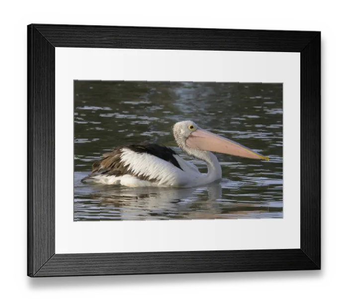 Framed Print : Australian pelican (Pelecanus conspicillatus), Australia