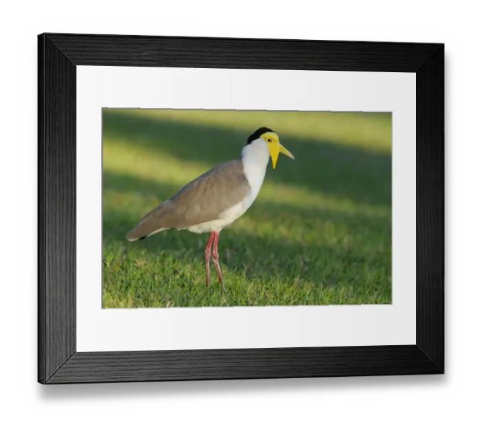 Framed Print : Masked lapwing (Vanellus miles), Australia Framed Print : Masked lapwing (Vanellus miles), Australia