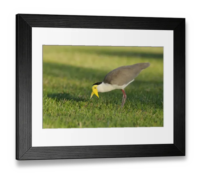 Framed Print : Masked lapwing (Vanellus miles), Australia Framed Print : Masked lapwing (Vanellus miles), Australia