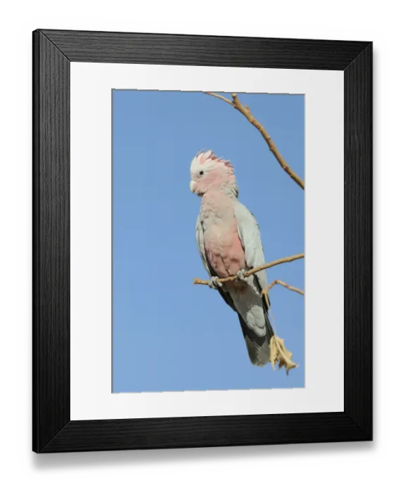 Framed Print : Galah (Eolophus roseicapillus), Australia Framed Print : Galah (Eolophus roseicapillus), Australia