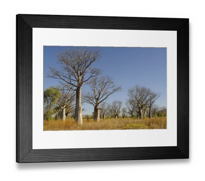 Framed Print : Boab trees (Adansonia gregorii), Kimberley Plateau, Australia Framed Print : Boab trees (Adansonia gregorii), Kimberley Plateau, Australia
