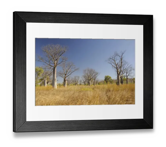Framed Print : Boab trees (Adansonia gregorii), Kimberley Plateau, Australia