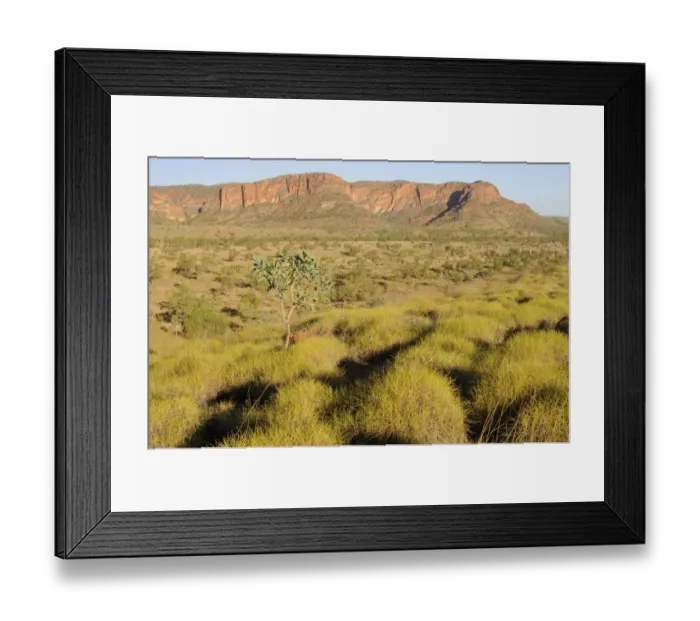 Framed Print : Spinifex grass in the Purnululu National Park, Bungle Bungle, Australia Framed Print : Spinifex grass in the Purnululu National Park, Bungle Bungle, Australia