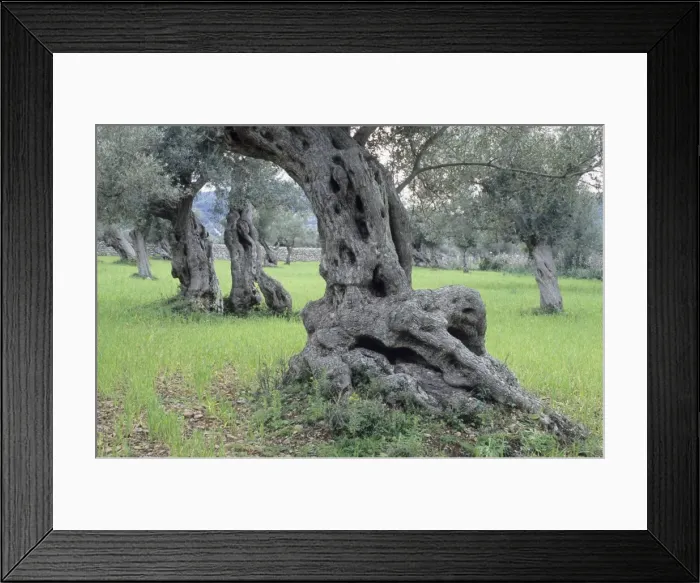 Framed Print : Ancient olive trees (Olea europaea), Majorca, Spain, Europe Framed Print : Ancient olive trees (Olea europaea), Majorca, Spain, Europe