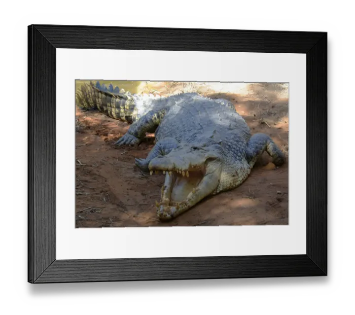 Framed Print : Saltwater or Estuarine crocodile (Crocodylus porosus), Australia Framed Print : Saltwater or Estuarine crocodile (Crocodylus porosus), Australia