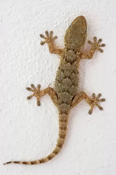 Wall Gecko (Tarentola mauritanica), Majorca, Spain, Europe
